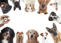 Dieses Bild zeigt das Logo des Unternehmens Hundeschule Round-about-Dog