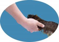 Dieses Bild zeigt das Logo des Unternehmens Hunde-Halter-Hilfe