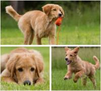 Infos zu Hundeschule Amberg-Sulzbach