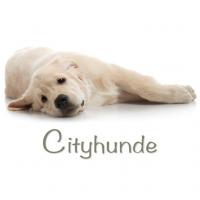 Dieses Bild zeigt das Logo des Unternehmens Cityhunde - Alternative Hundeschule Zwickau