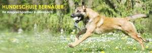 Infos zu Hundeschule Bernauer