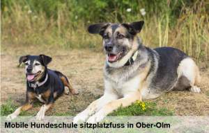 Dieses Bild zeigt das Logo des Unternehmens Hundeschule sitzplatzfuss