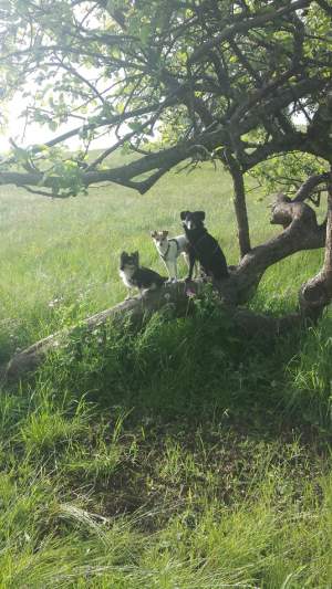 Infos zu Hundeschule Pfotenfreund