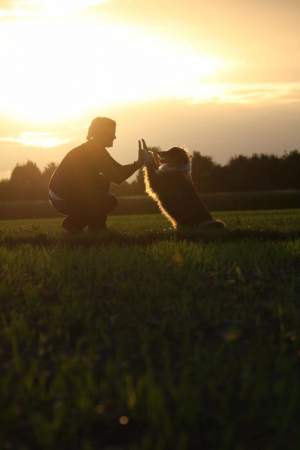 Dieses Bild zeigt das Logo des Unternehmens Bailey´s / Hundeschule / Hundepsychologie / Verhaltenstraining