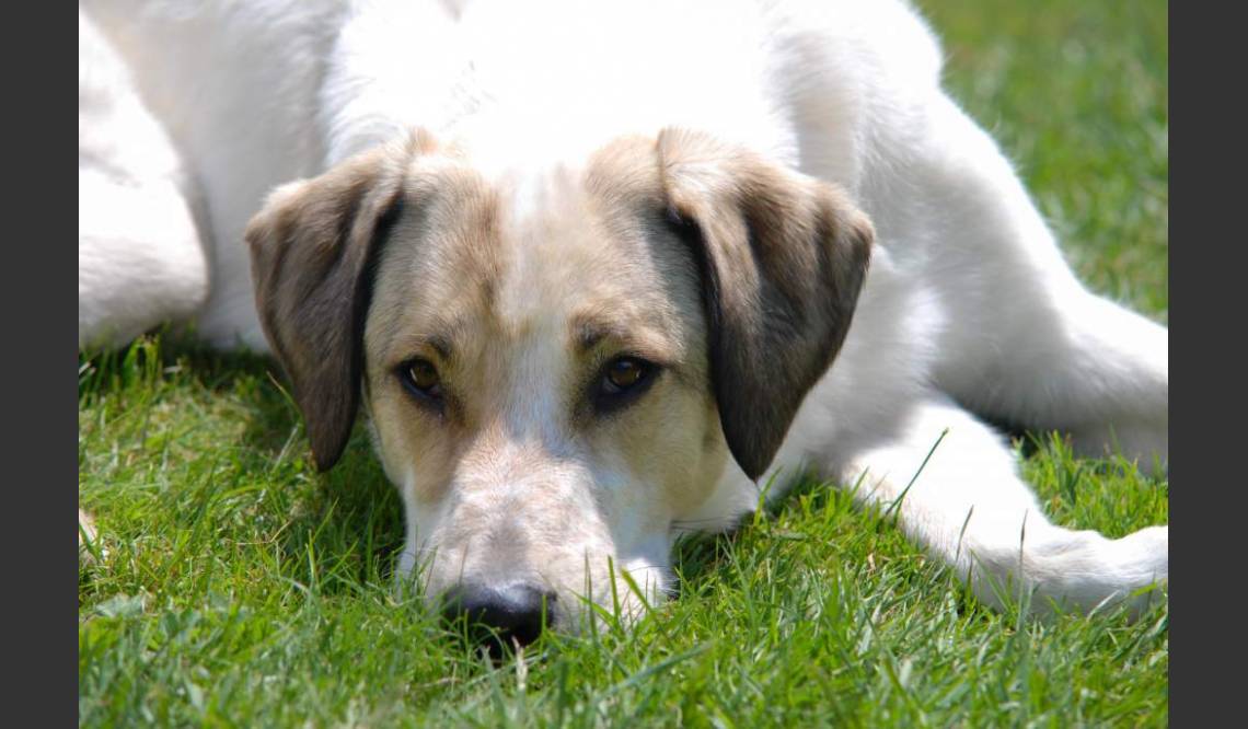 ... für zufiedene und entspannte Hunde