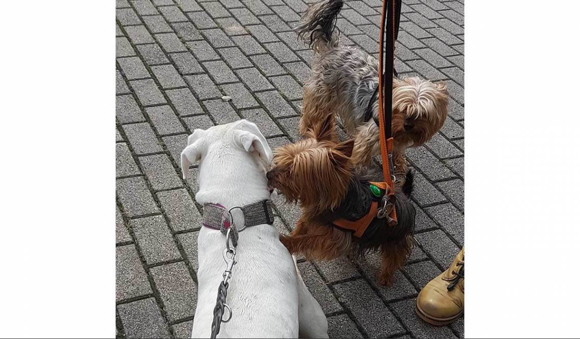 Gruppentraining für Ihren Hund - Hundeschule Remseck