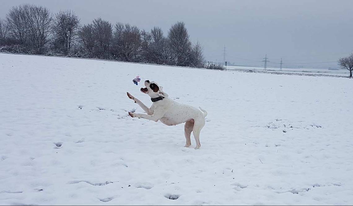 Hunde im Schnee - Hundeschule Remseck